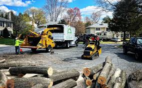 Best Tree Disease Treatment  in Omaha, TX