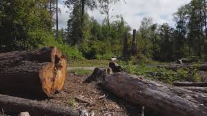 How Our Tree Care Process Works  in  Omaha, TX