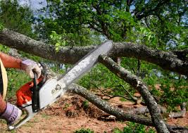  Omaha, TX Tree Services Pros