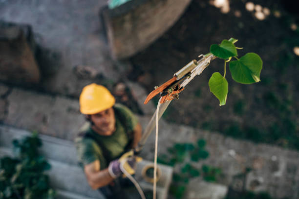 How Our Tree Care Process Works  in  Omaha, TX