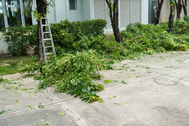 Best Lawn Drainage Solutions  in Omaha, TX