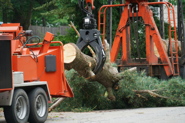 Best Hedge Trimming  in Omaha, TX