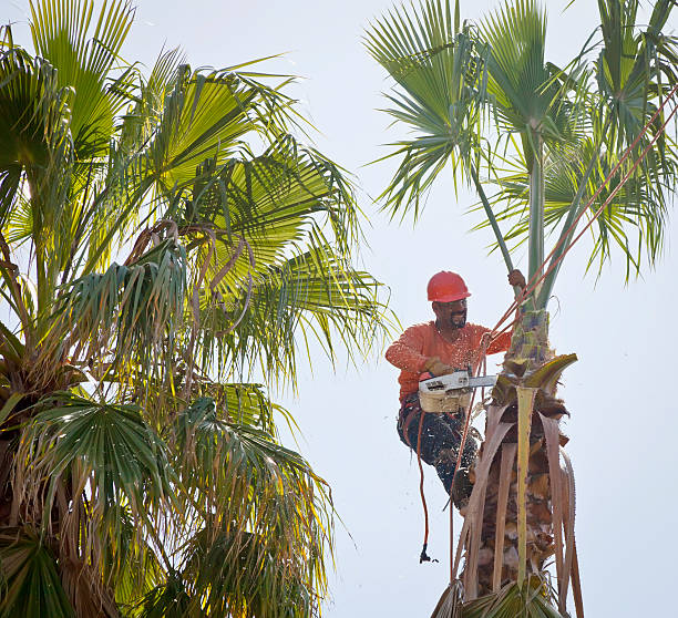 Best Tree and Shrub Care  in Omaha, TX