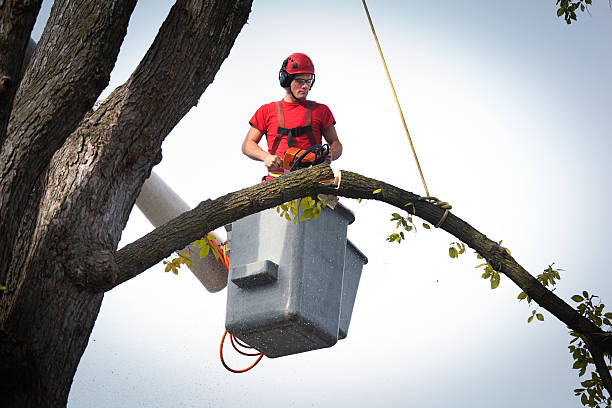Professional Tree Services in Omaha, TX