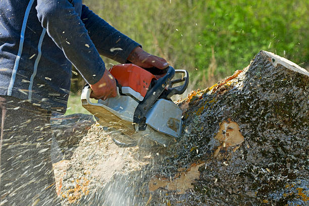 Best Stump Grinding and Removal  in Omaha, TX