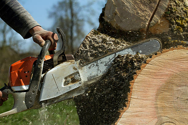 Professional Tree Services in Omaha, TX