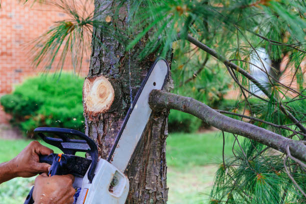 Best Tree Cabling and Bracing  in Omaha, TX