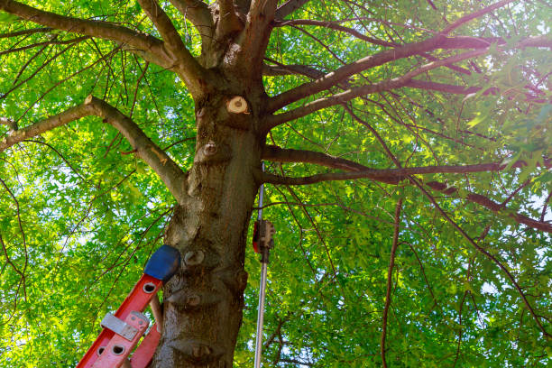 Best Tree and Shrub Care  in Omaha, TX
